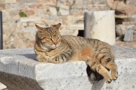 Tabby cat lounging on the edge of a marble block in Ephesus