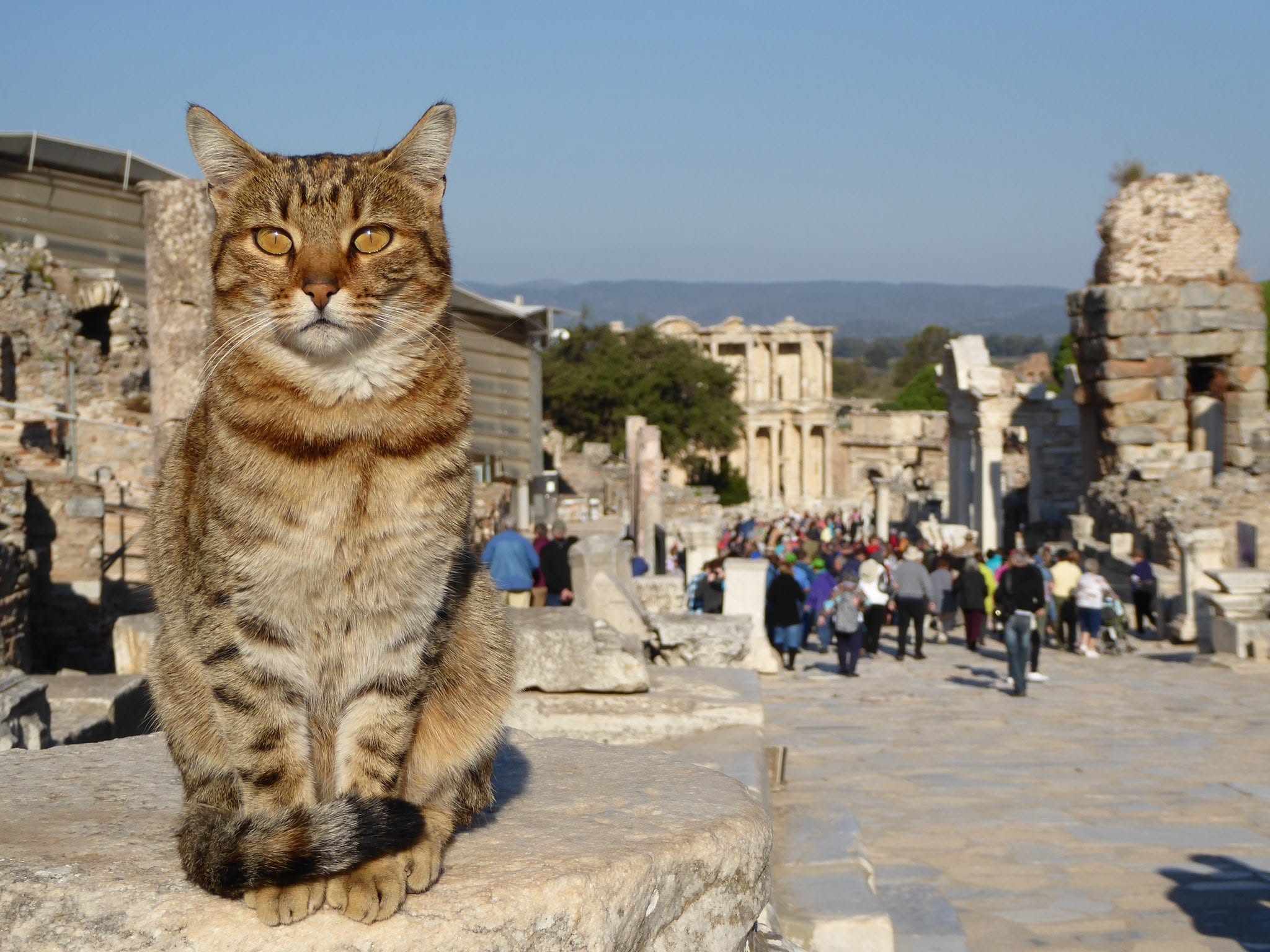 Tabby cat sitting on the marble street of Ephesus with the Library of Celsus in the distance