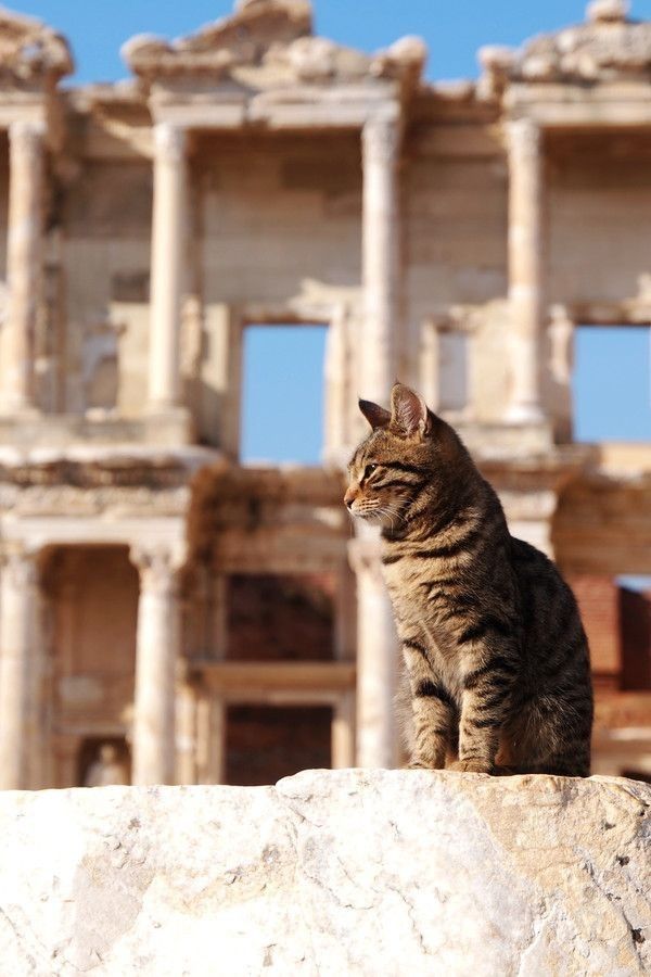 Tabby cat in profile sitting on a rock with the Library of Celsus behind in Ephesus