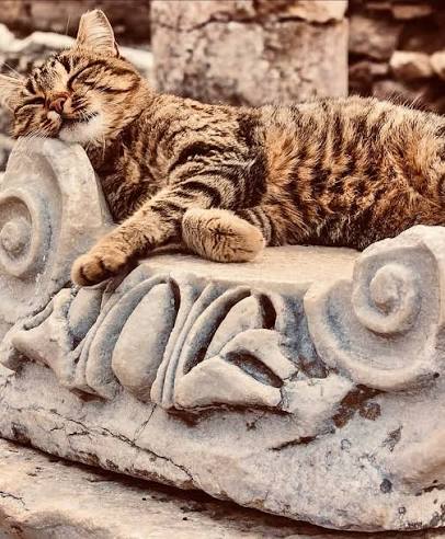 Tabby cat sleeping on the scroll of an Ionic capital in Ephesus