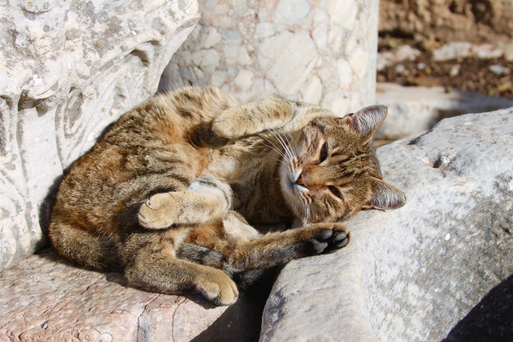 Tabby cat sunbathing belly-up between ancient marble blocks in Ephesus