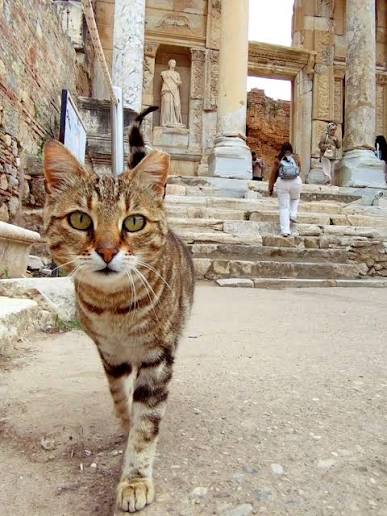Tabby cat walking toward the camera in front of the Library of Celsus in Ephesus