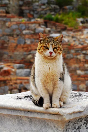 Tabby and white cat sitting upright on a marble block in Ephesus