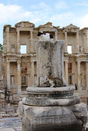 Two cats resting on a column pedestal in front of the Library of Celsus in Ephesus