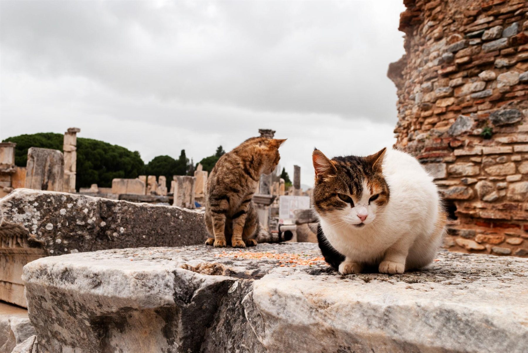 Tabby and calico cat sharing scraps on ancient marble blocks in Ephesus