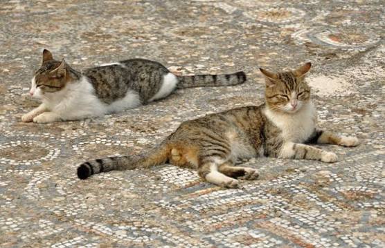Two tabby cats relaxing on an ancient Roman mosaic floor in Ephesus