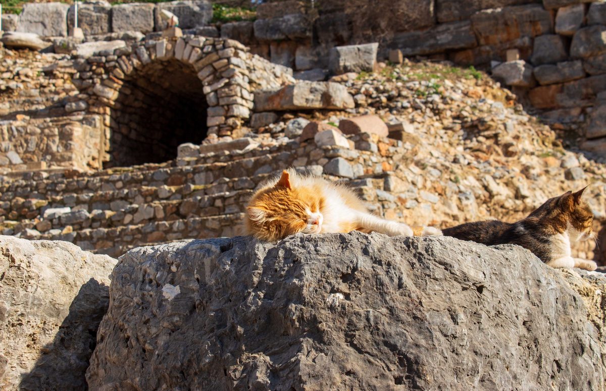 A fluffy ginger cat asleep beside a calico cat on a sun-warmed stone block in the ruins of Ephesus