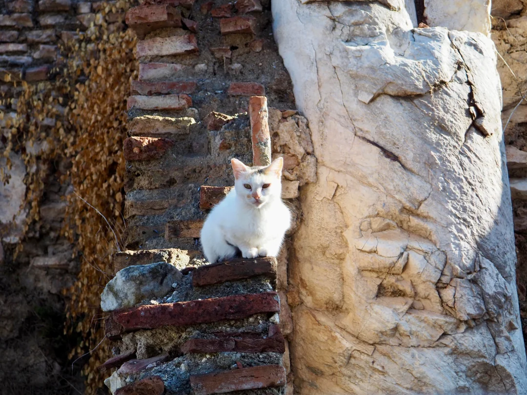 White cat sitting on Byzantine-era brick wall next to marble in Ephesus