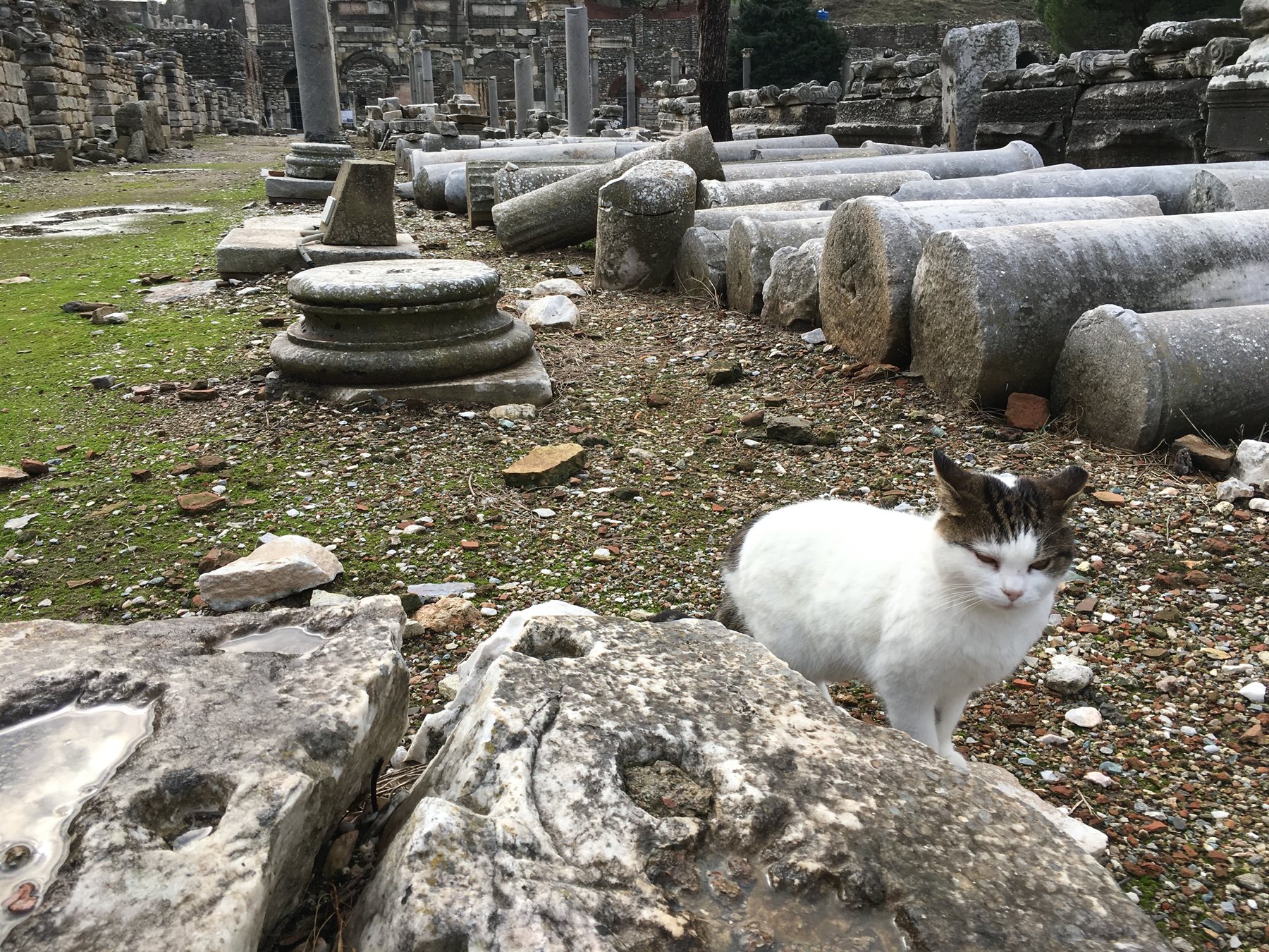 White cat standing among fallen ancient columns in the Agora of Ephesus