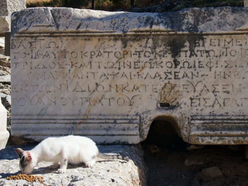 White kitten eating cat food in front of a large Greek inscription in Ephesus