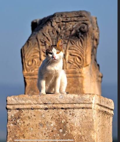 White kitten standing on a marble pedestal in front of a carved capital in Ephesus