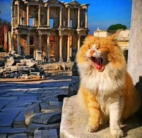 Fluffy ginger cat yawning in front of the Library of Celsus in Ephesus
